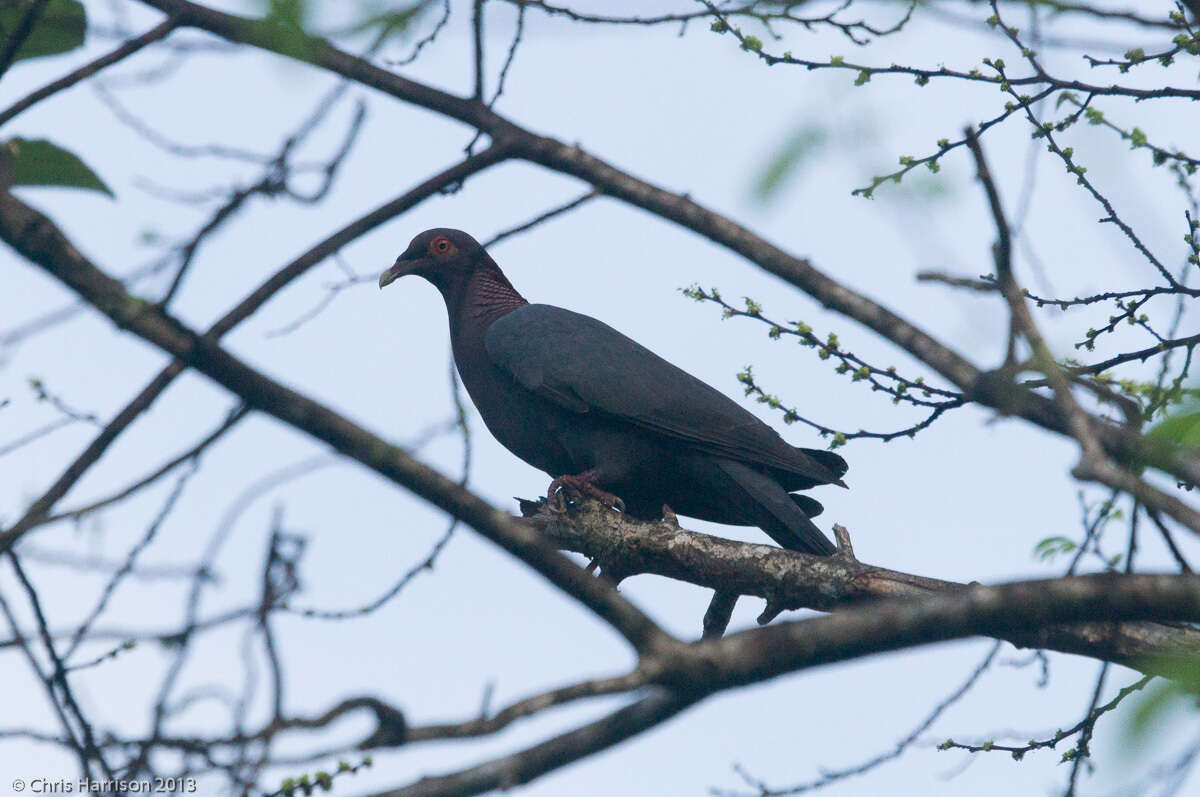 Image of Scaly-naped Pigeon