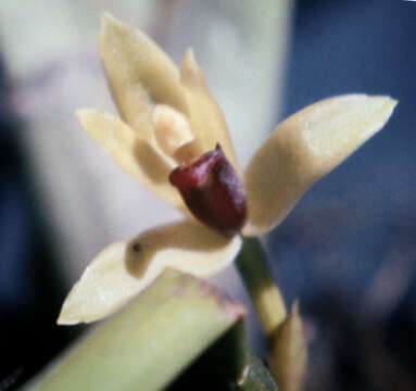 Image of Tiger orchids