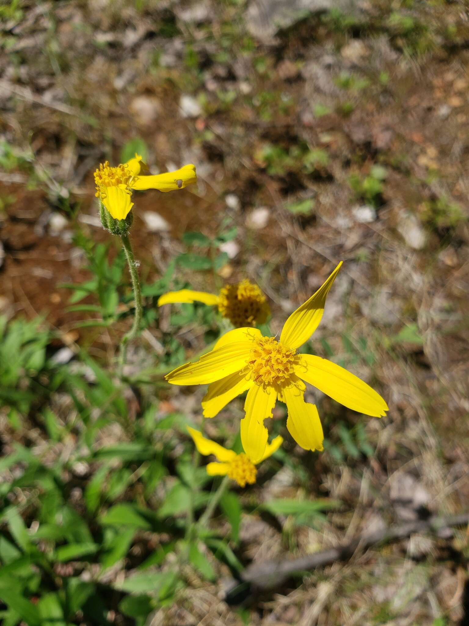 Image of longleaf arnica