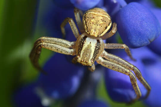 Image of Xysticus ulmi (Hahn 1831)