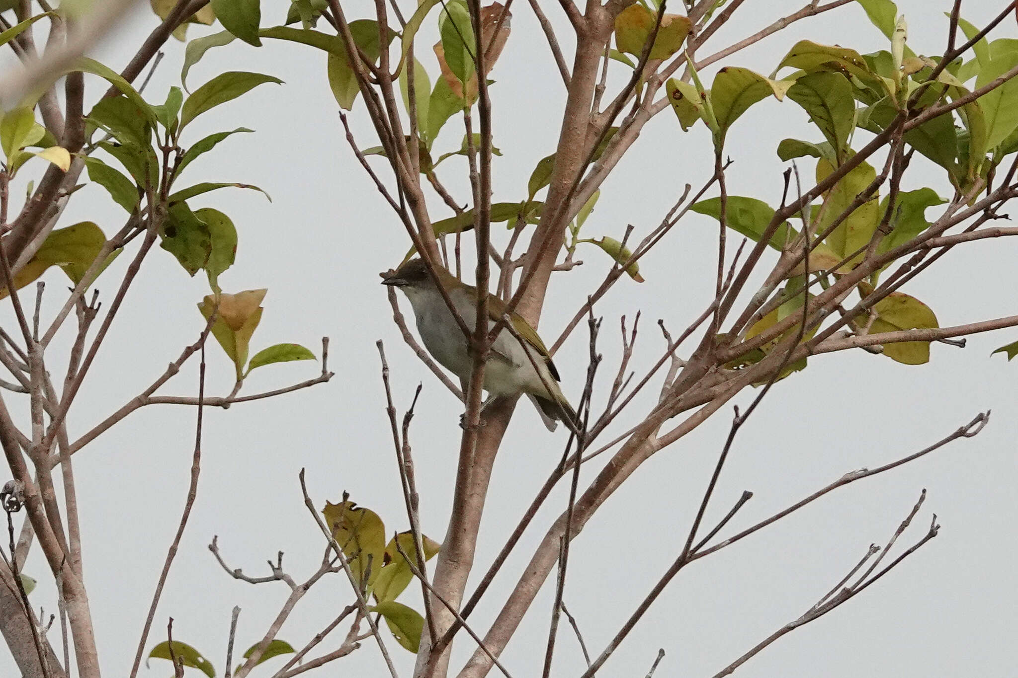 Image of Biak White-eye