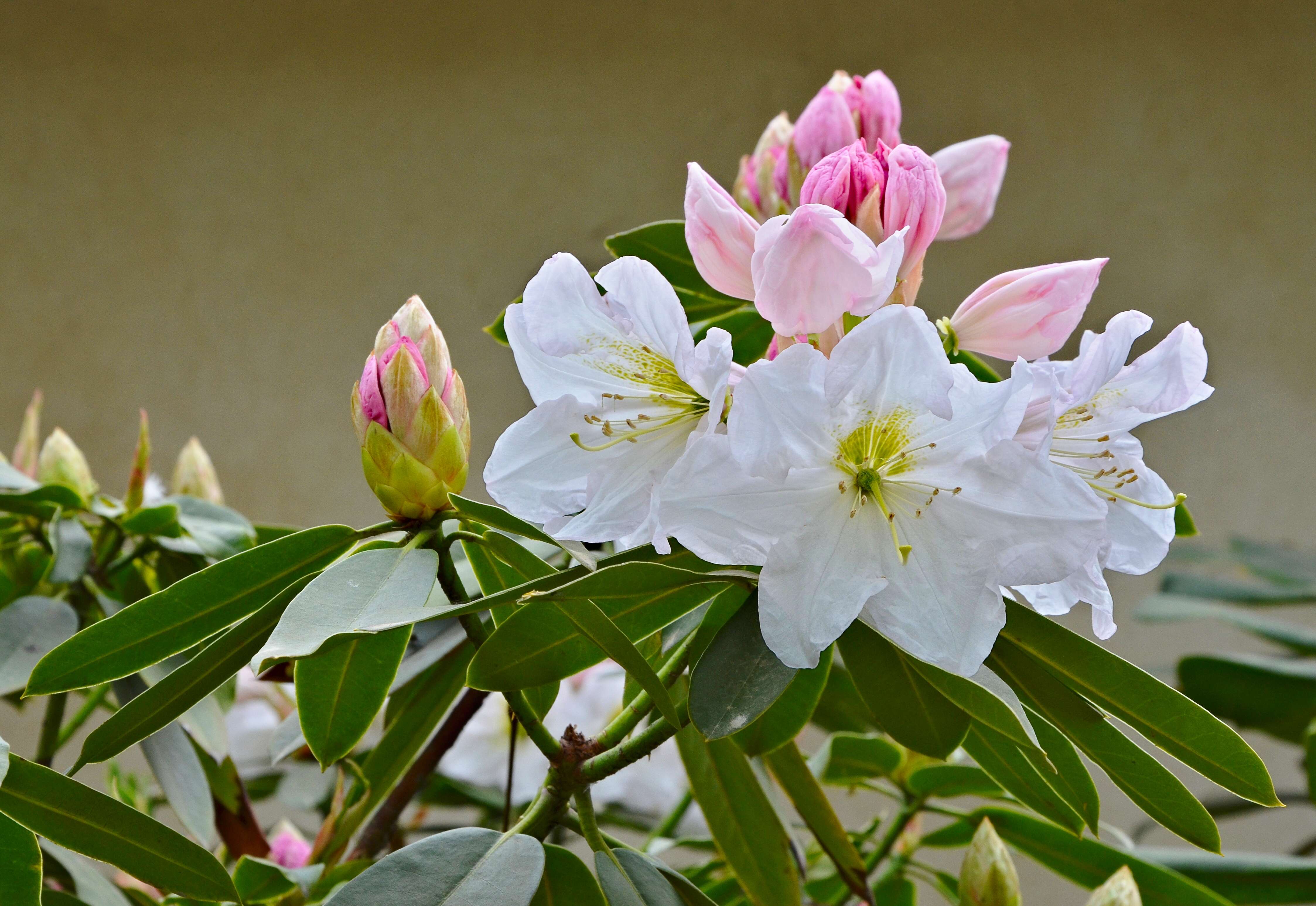 Imagem de Rhododendron fortunei T. Moore ex Lindl.