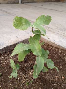 Image of Brant's oak