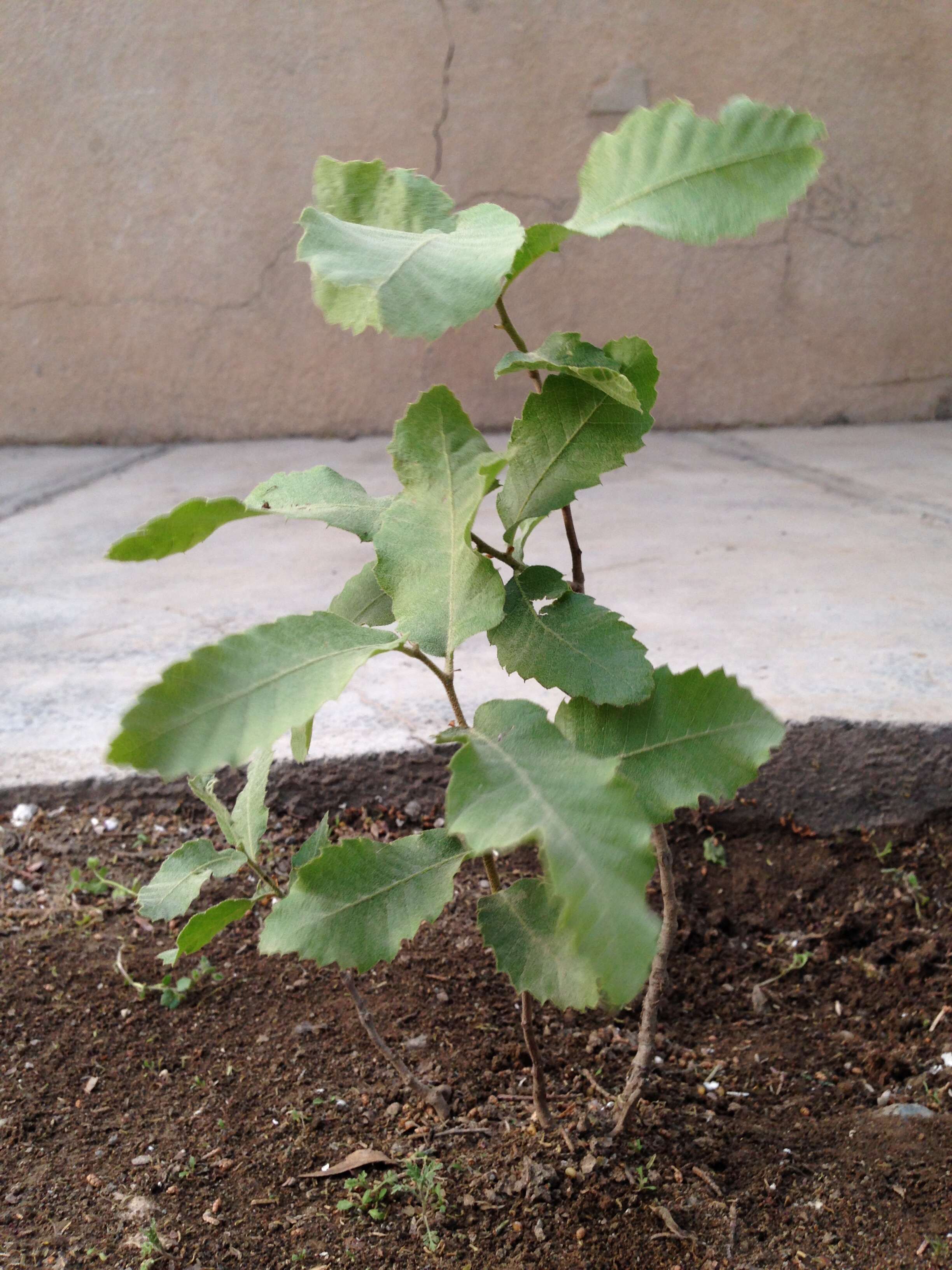 Image of Brant's oak