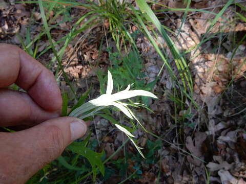 Image of white sagebrush