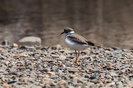 Charadrius placidus Gray, JE, Gray & GR 1863 resmi