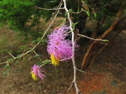 Imagem de Dichrostachys cinerea (L.) Wight & Arn.