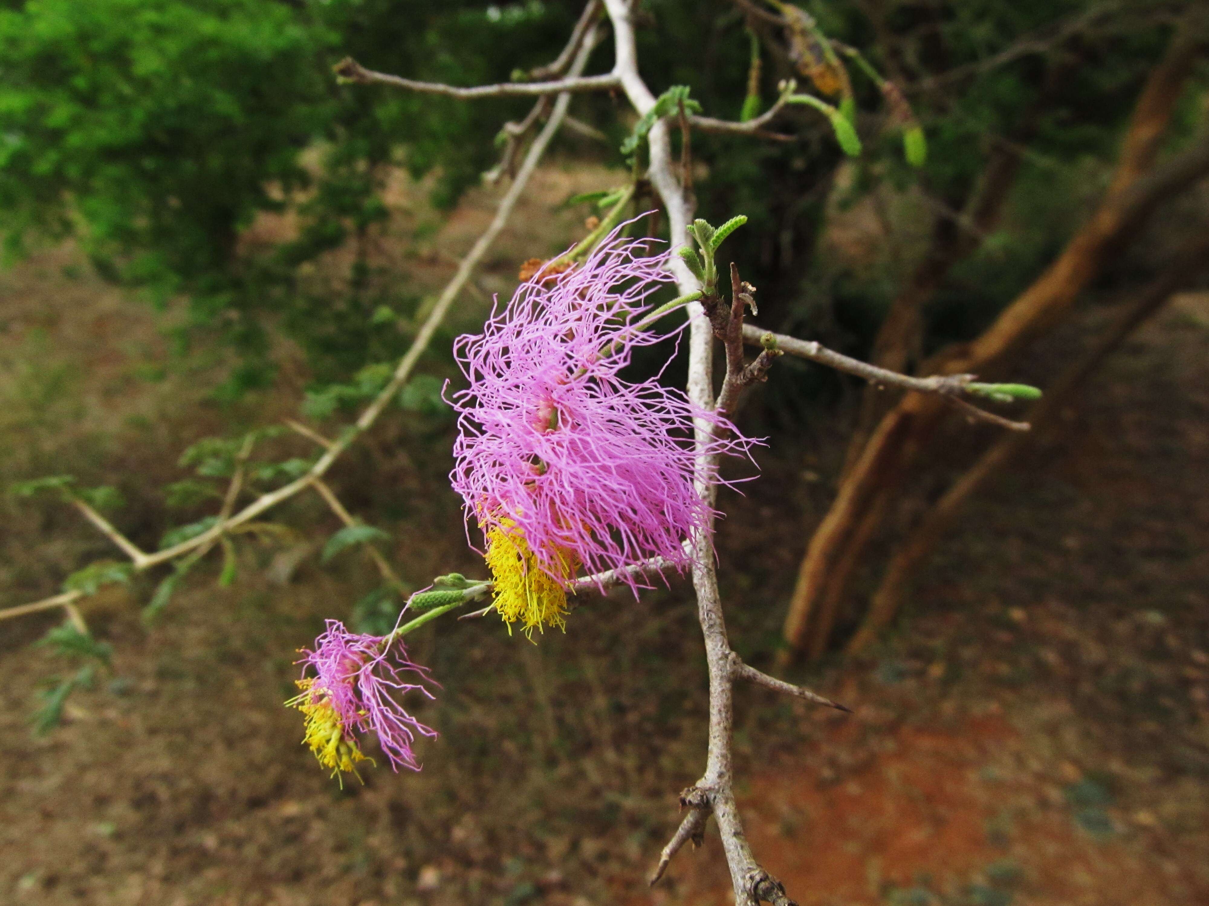 Imagem de Dichrostachys cinerea (L.) Wight & Arn.