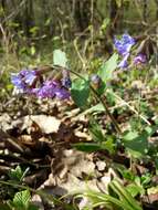 Image of Lungwort