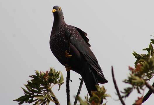 Image of African Olive Pigeon