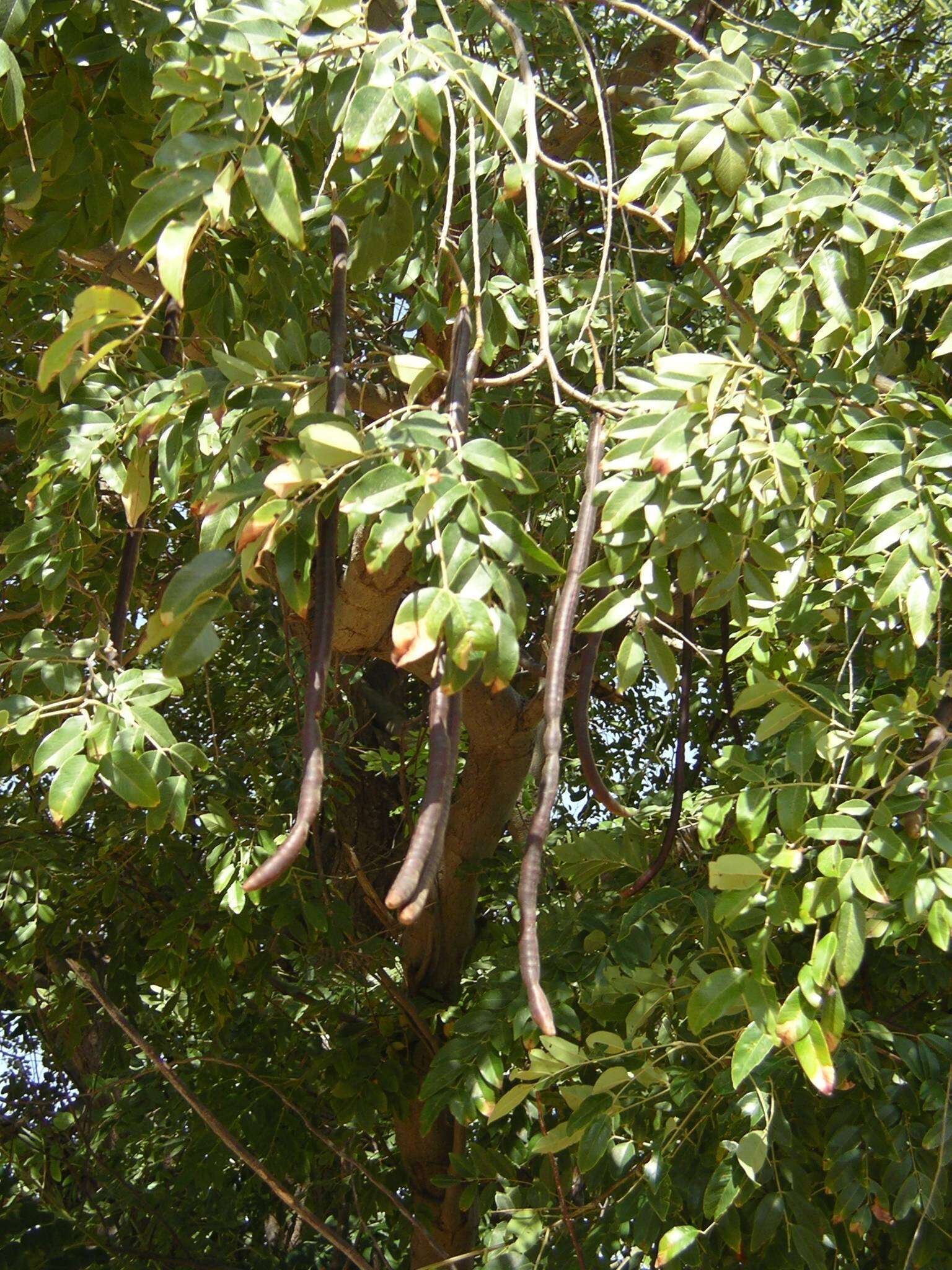 Image of Drumstick Tree