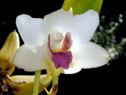 Image of Orchid