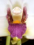 Image of Orchid