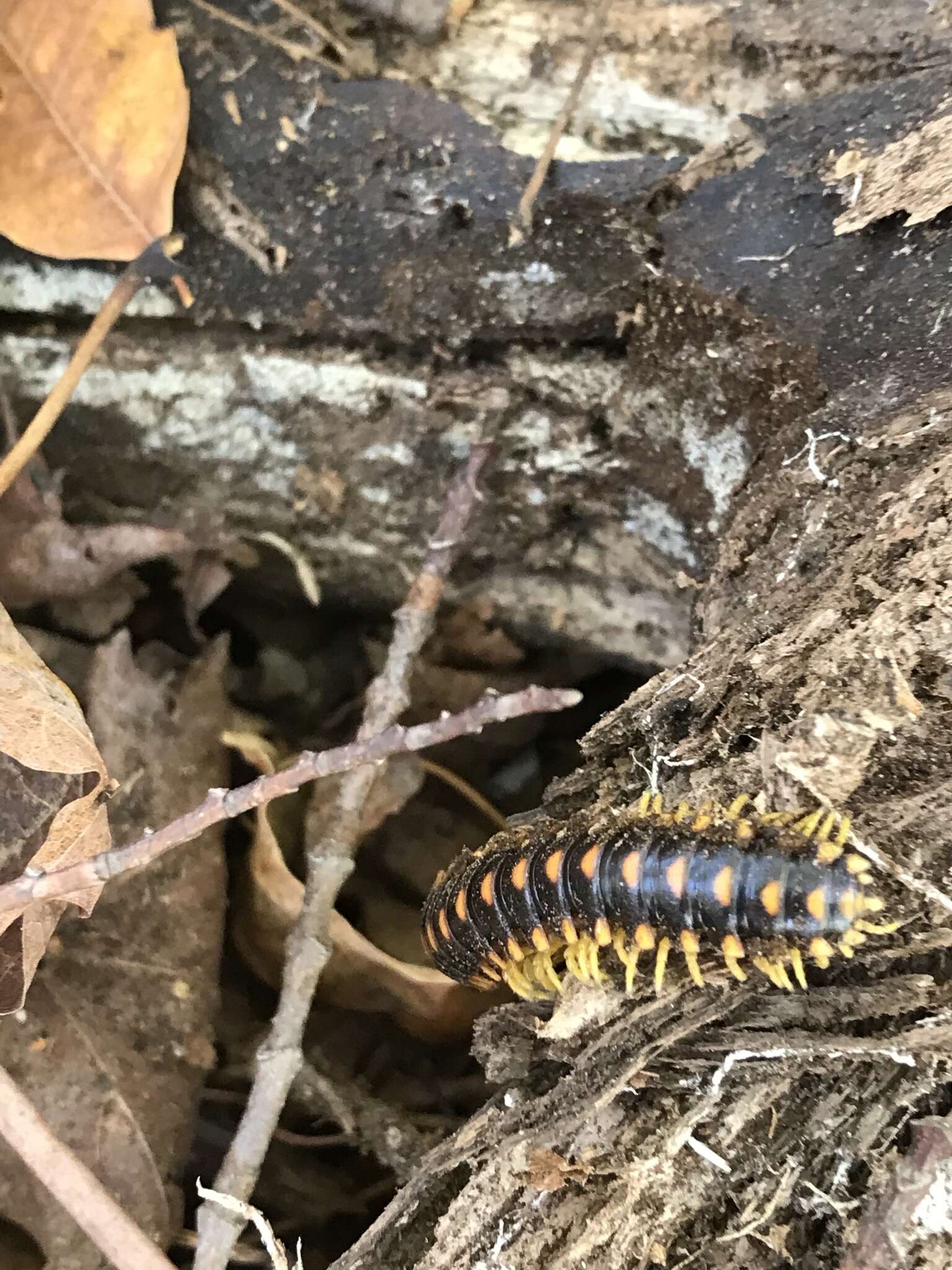 Imagem de Rudiloria trimaculata (Wood 1864)