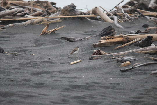 Image of Australasian Pipit