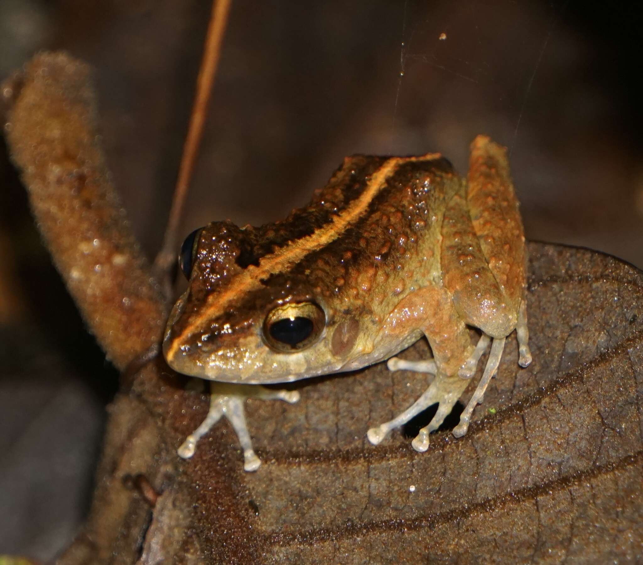 Image of Craugastor aurilegulus (Savage, McCranie & Wilson 1988)