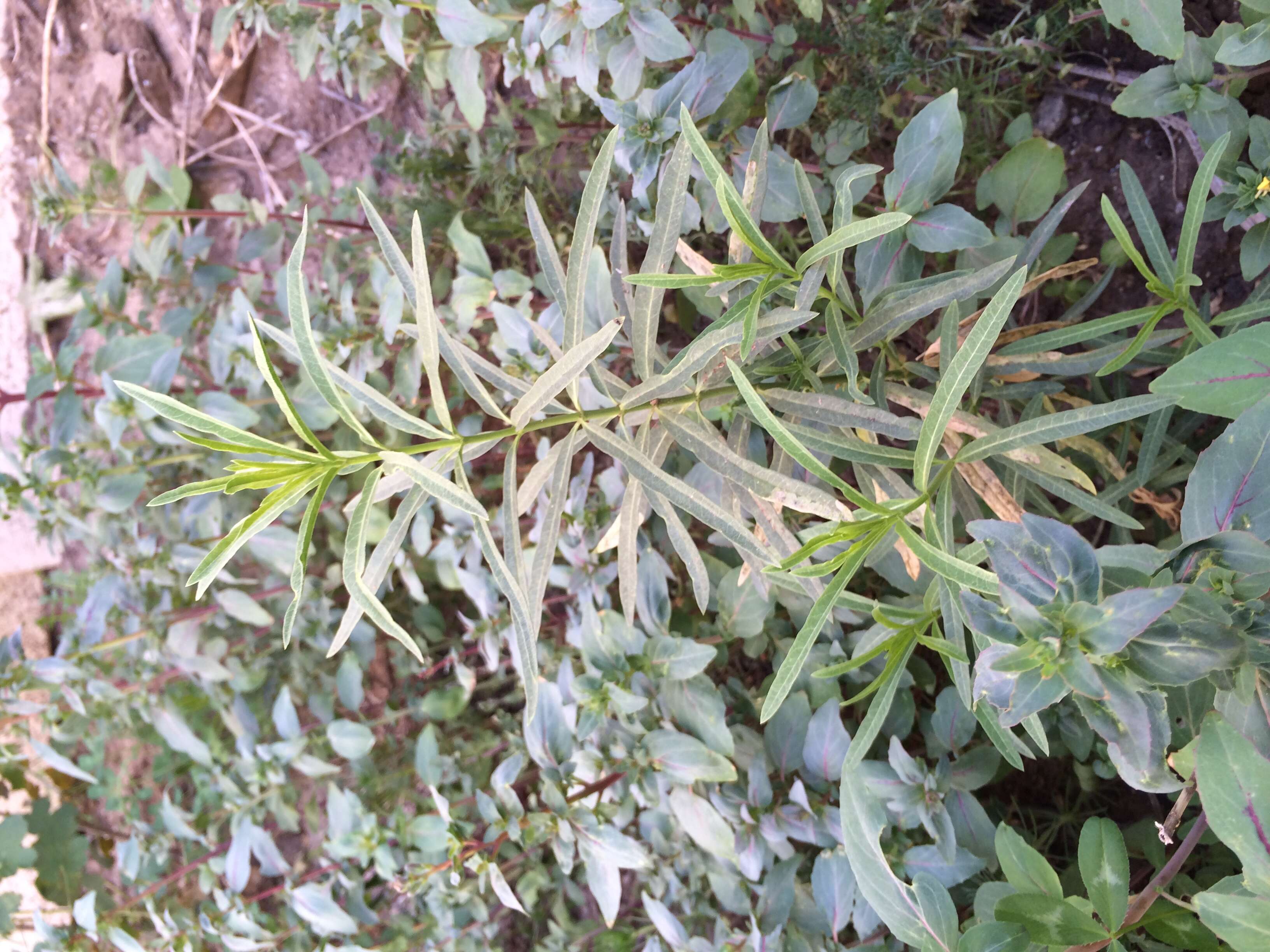 Image of Asclepias fascicularis