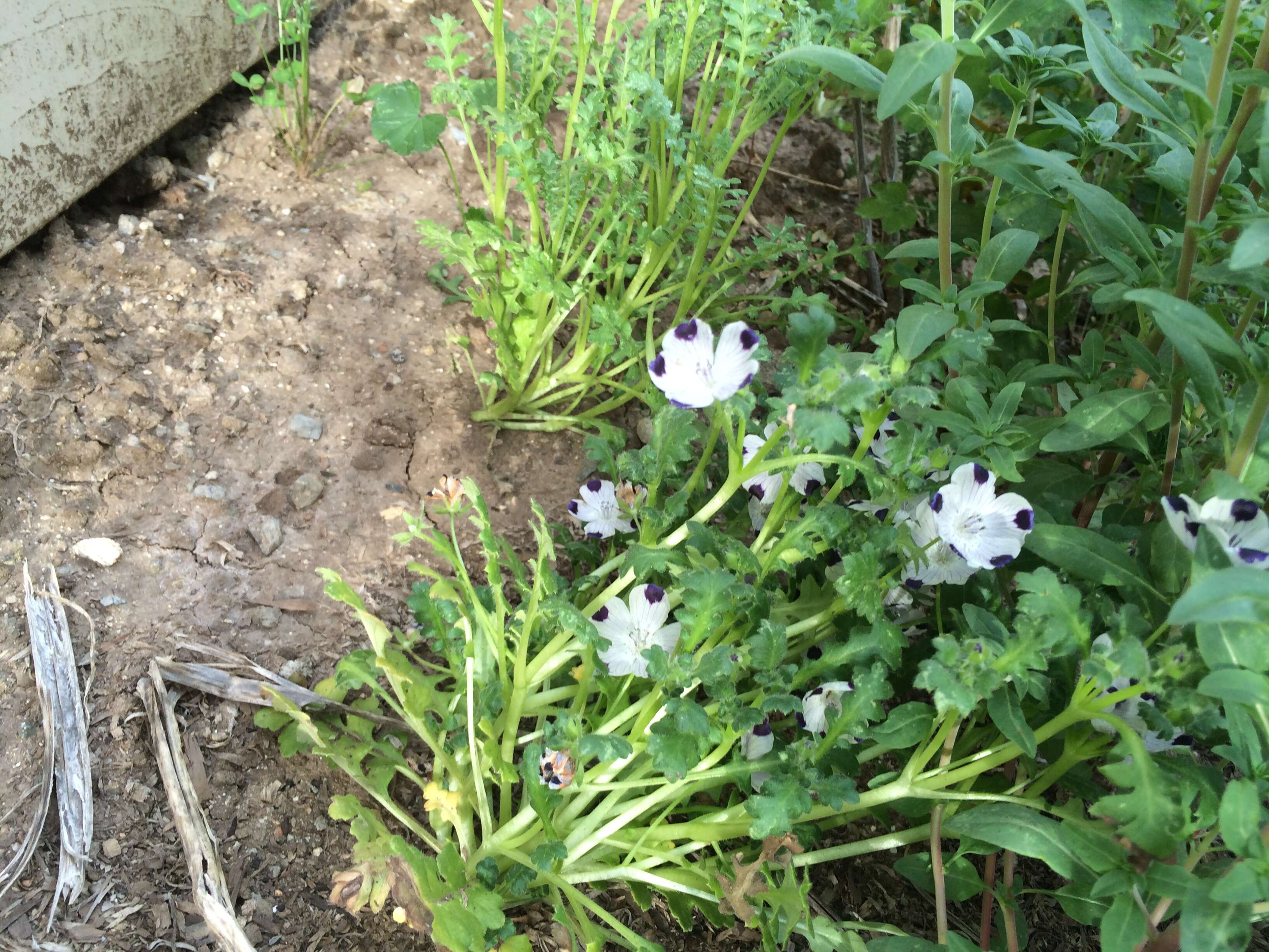 Imagem de Nemophila maculata Benth. ex Lindl.