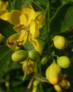 Image of Argentine senna