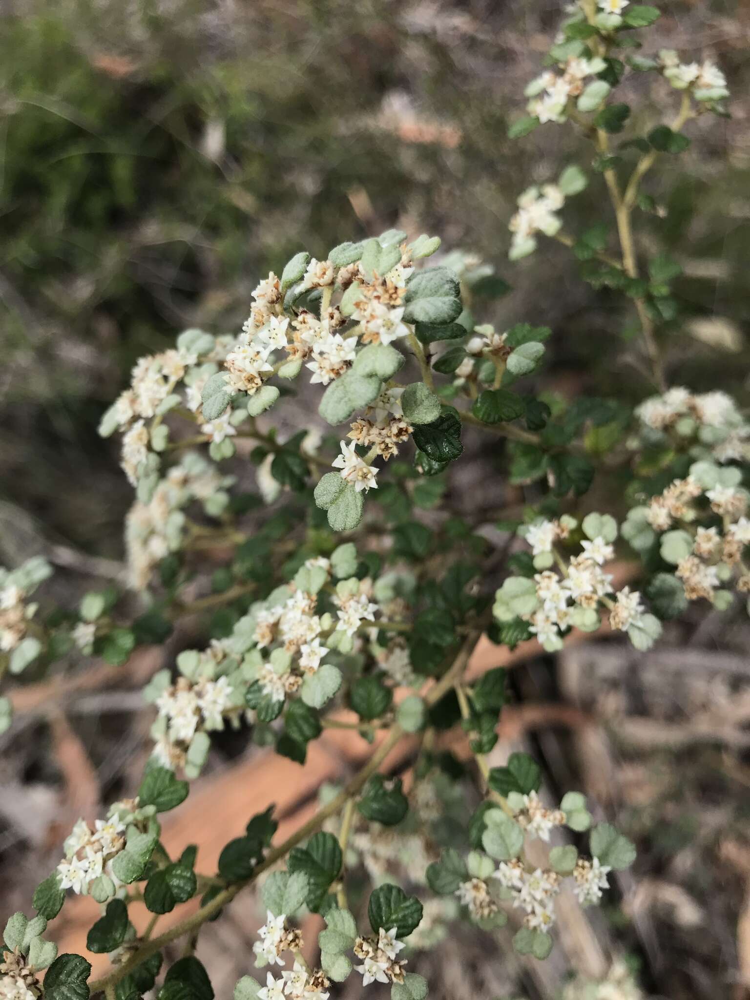 Image of Cryptandra parvifolia (Hook.) Hook. fil.