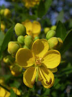 Image of Argentine senna