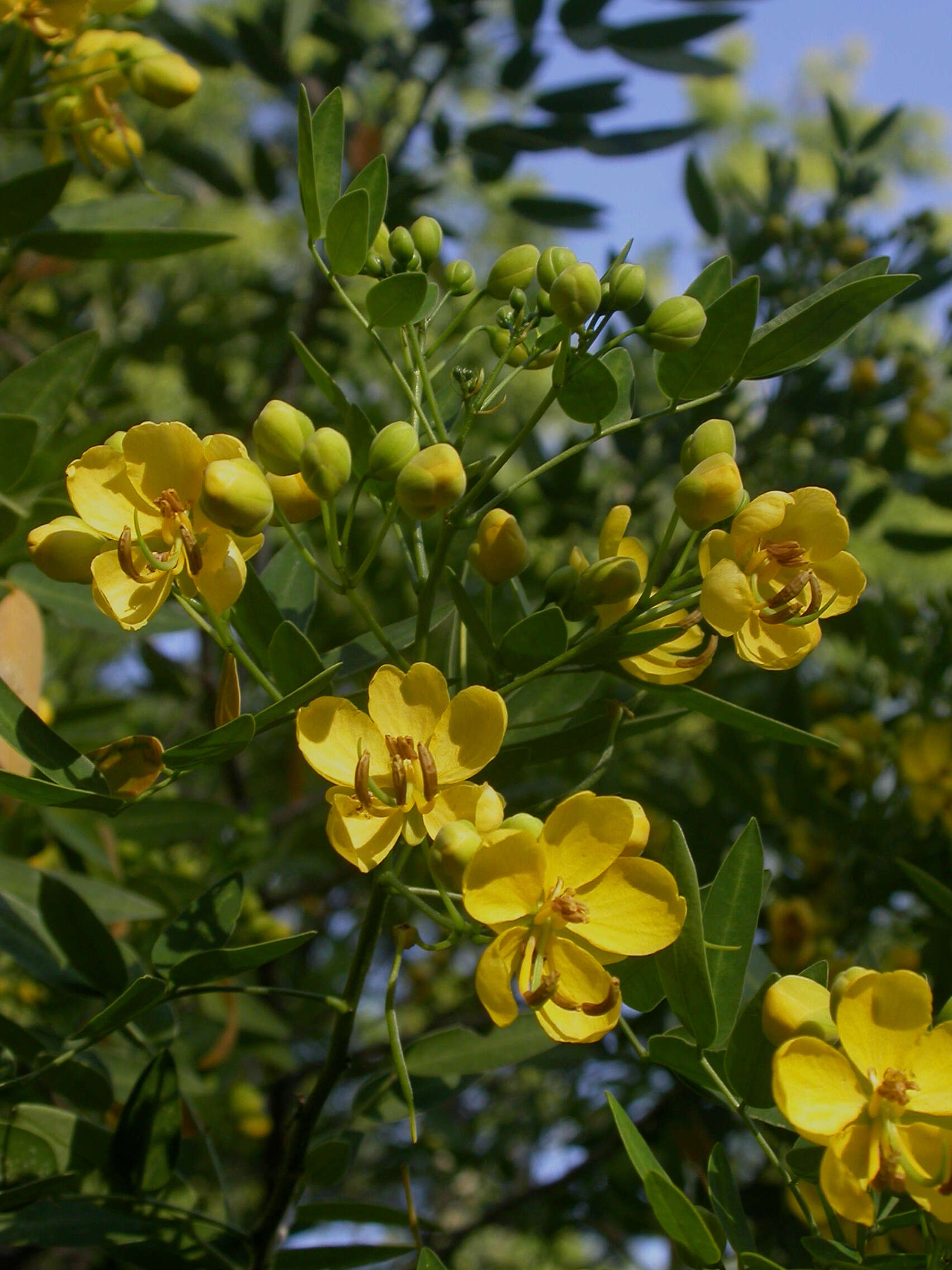 Image of Argentine senna