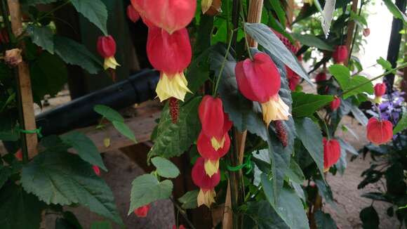 Image of trailing abutilon