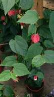 Image of trailing abutilon