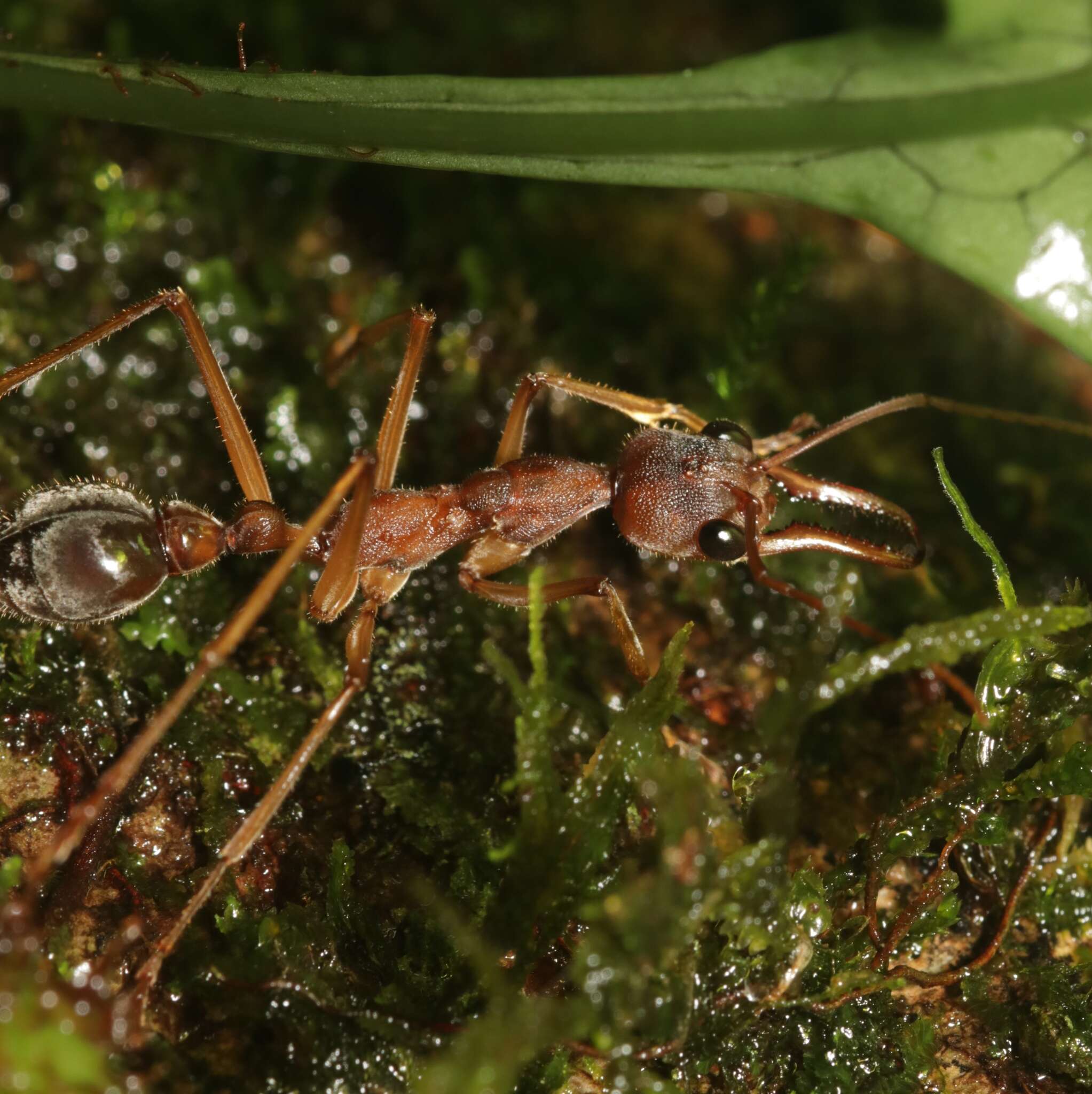 Image of Myrmecia mjobergi Forel 1915