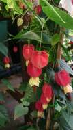 Image of trailing abutilon