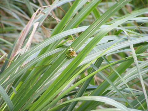 Image of Chinese Tree Toad