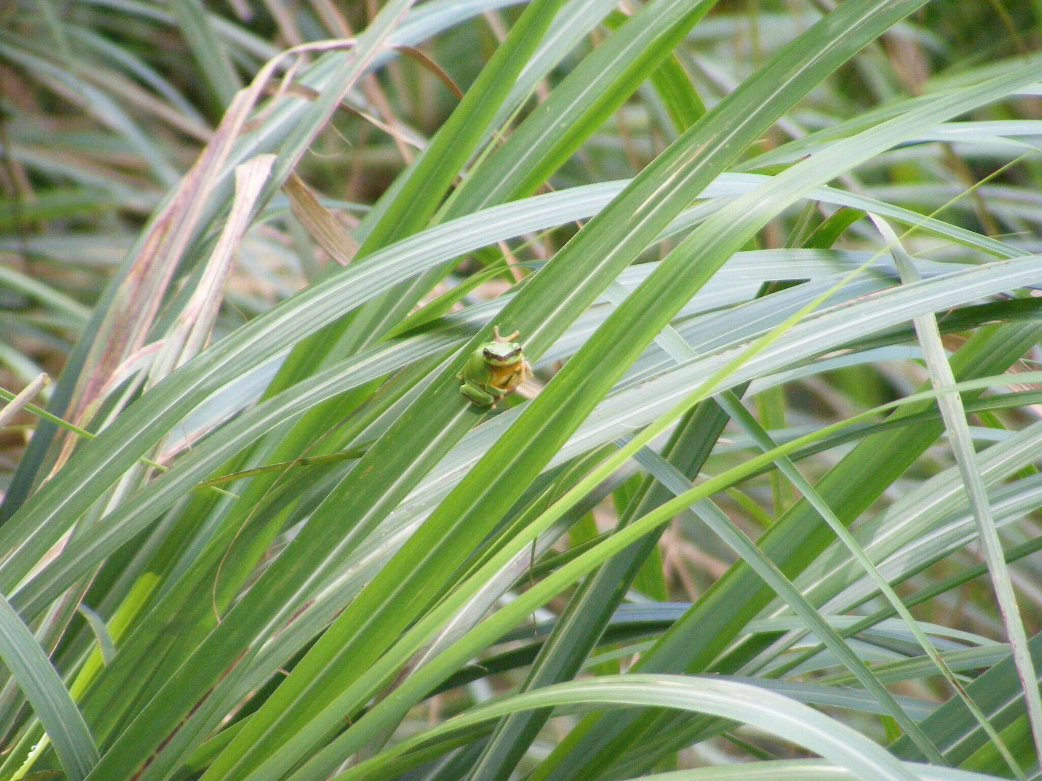 Hyla chinensis Günther 1858的圖片