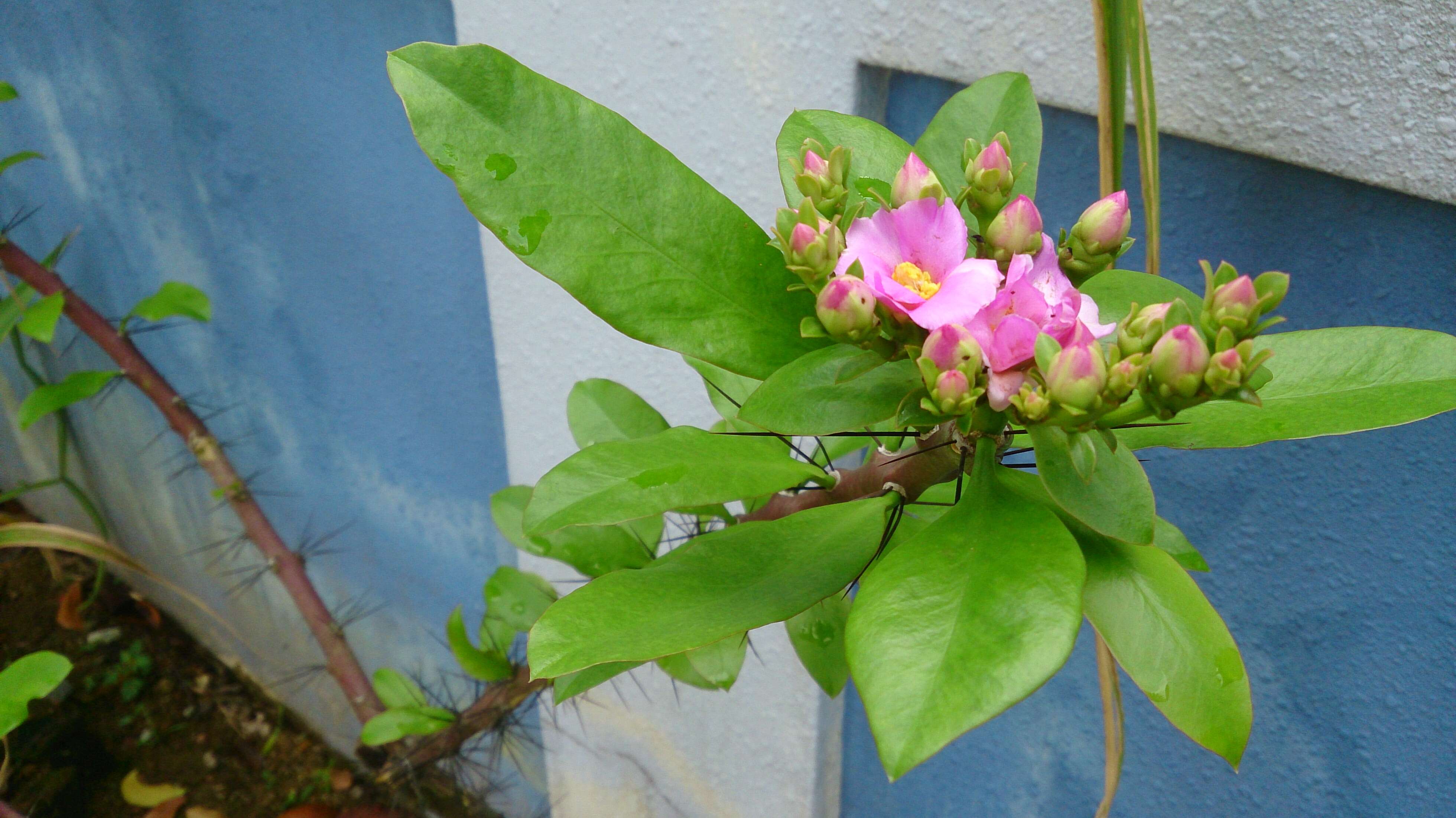 Image of Rose Cactus