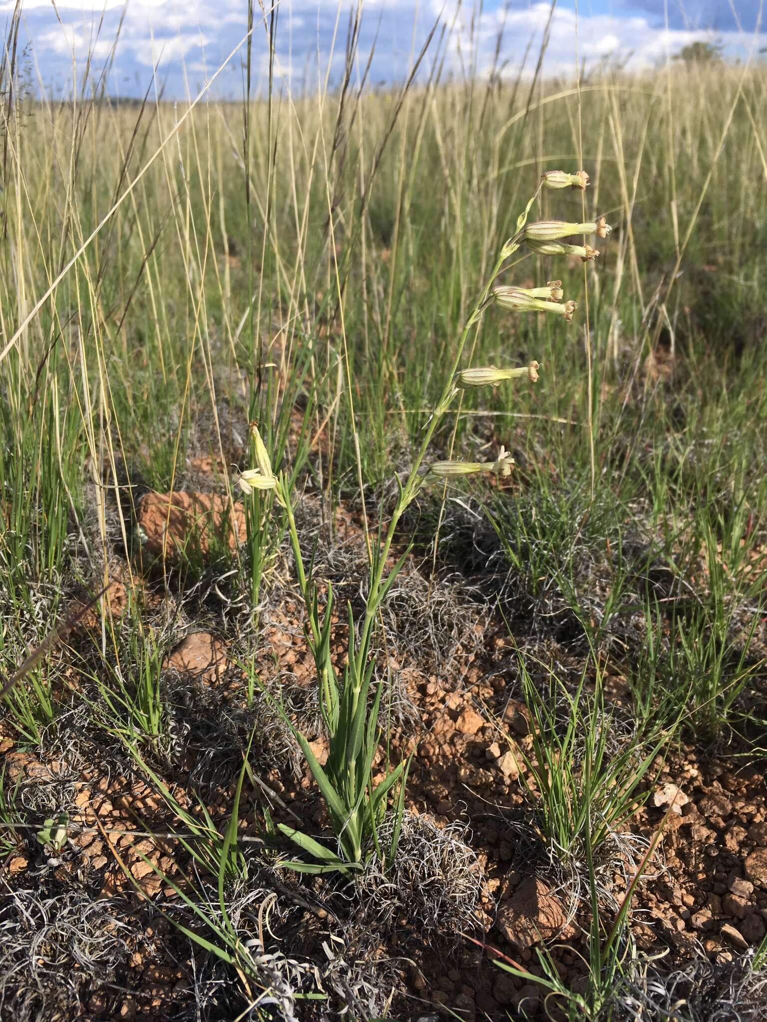 صورة Silene scouleri subsp. pringlei (S. Wats.) C. L. Hitchcock & Maguire