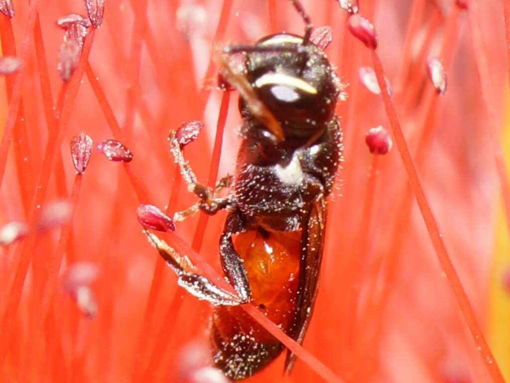 Image of Hylaeus littleri (Cockerell 1918)