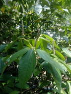 Image of Caracas pepper