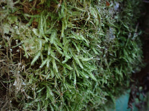 Image of plagiothecium moss