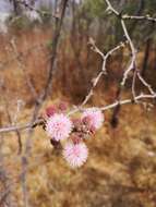 Image de Mimosa zygophylla A. Gray