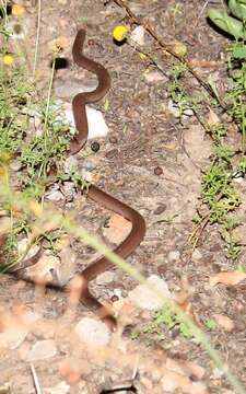 Image of Delalande's Beaked Blind Snake