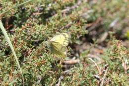 Image of Colias ladakensis Felder & Felder 1865