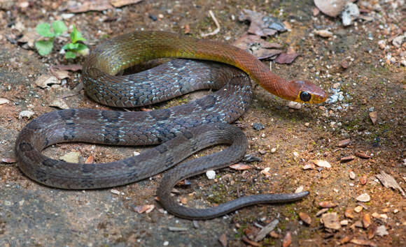 Image of Wynad Keelback