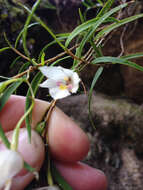 Image de Dendrobium cunninghamii Lindl.