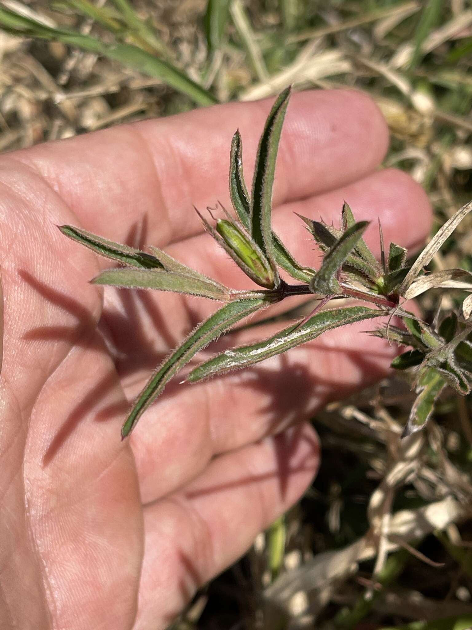 Image of Barleria oxyphylla Lindau