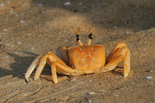 Image of Horned Ghost Crab