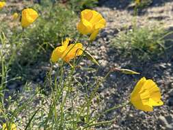 Imagem de Eschscholzia papastillii Still