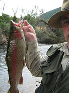 Image of Rainbow Trout