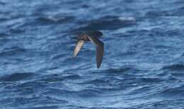 Image of Short-tailed Shearwater