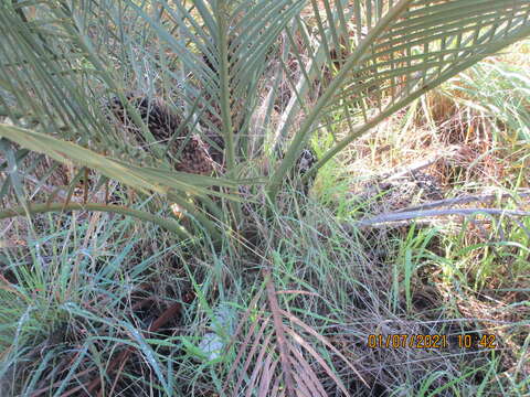 Image of Macrozamia riedlei (Gaudich.) C. A. Gardner