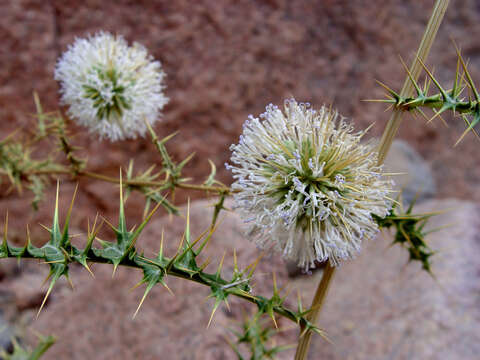 Image of Echinops glaberrimus DC.