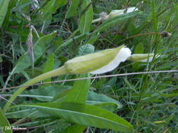 Imagem de Oenothera acaulis Cav.